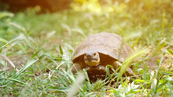 Schildkröte bewegt sich auf frischem grünen Gras in die Kamera — Stockfoto