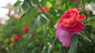 Rüzgarda kırmızı gül