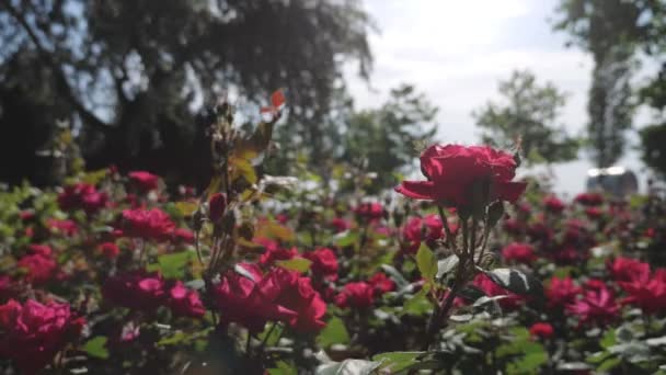 Ljusa rosor under en klar himmel — Stockvideo