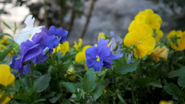 Belles fleurs dans le jardin d'été par jour ensoleillé — Video