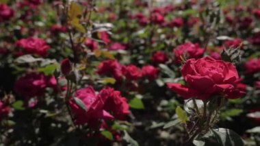 Rüzgar bahçedeki gül çalılarını sallar