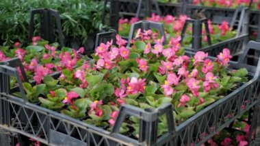 Kutularda bir sürü çiçek, nakledilmeye hazır.