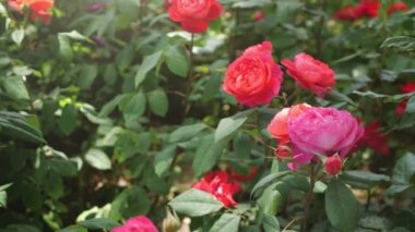 Ağaçların gölgesinde, yaz bahçesinde güzel güller