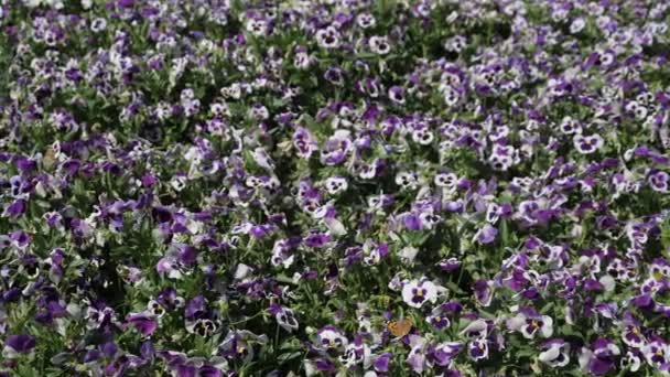 Las mariposas revolotean sobre las flores en el jardín en un día soleado — Vídeos de Stock