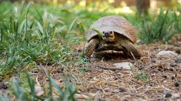 Schildkröte bewegt sich im grünen Gras — Stockfoto