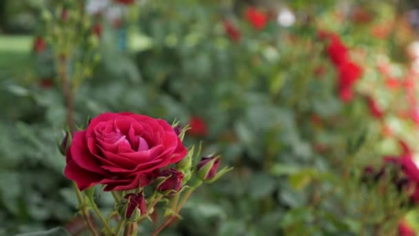 Rosa rossa nel vento — Video Stock