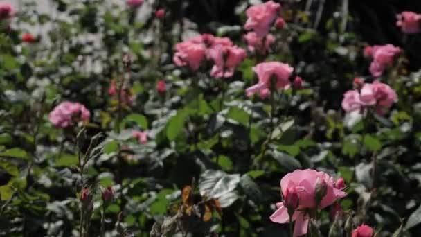 El viento sacude los rosales del jardín — Vídeos de Stock