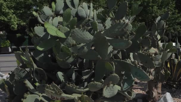 Cacti no jardim de flores mexa no vento — Vídeo de Stock