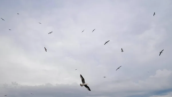 Fåglar flockas flugor i himlen täckt med moln på sommardagen — Stockfoto