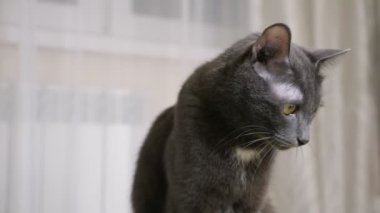 Güzel yetişkin gri kedi ilginç bir şeye bakıyor.