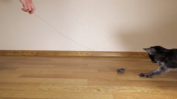 Зйомки уповільненого руху чорного кошеня полюють на іграшкову мишу. Рука чоловіка тягне струну — стокове відео