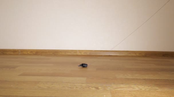 Slow-motion shooting of a black kitten hunting a toy mouse — 비디오