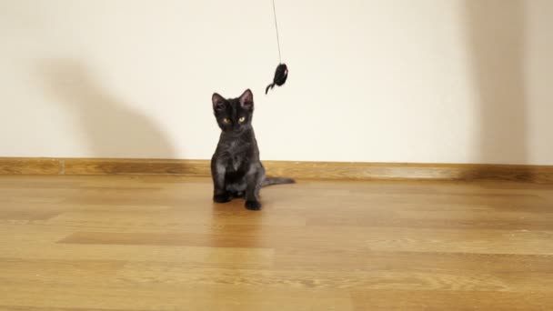 Gatinho bonito preto jogando com um brinquedo em uma corda — Vídeo de Stock