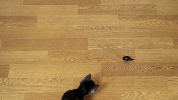 Ο νεαρός κυνηγός παίζει με ένα παιχνίδι σε μια χορδή. Άποψη της μαύρης γάτας από ψηλά — Αρχείο Βίντεο