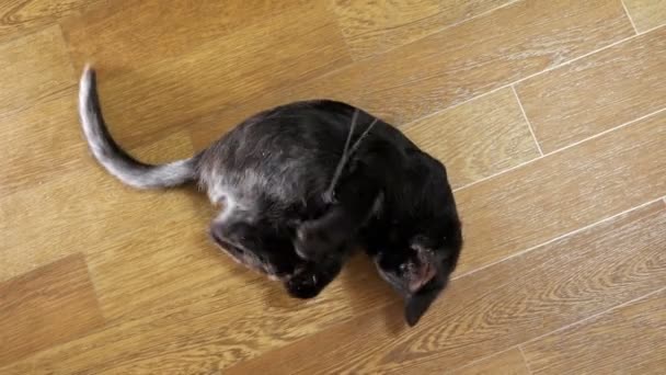 Un gatito negro jugando con un ratón en una cuerda — Vídeos de Stock