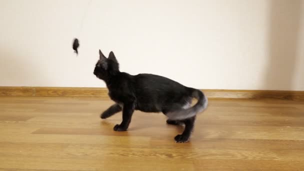 Schwarze junge Katze spielt mit einem Spielzeug an einer Schnur — Stockvideo