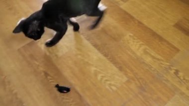 Bir sicim üzerinde bir fare ile oynayan siyah bir kedi yavrusunun üst görünümü