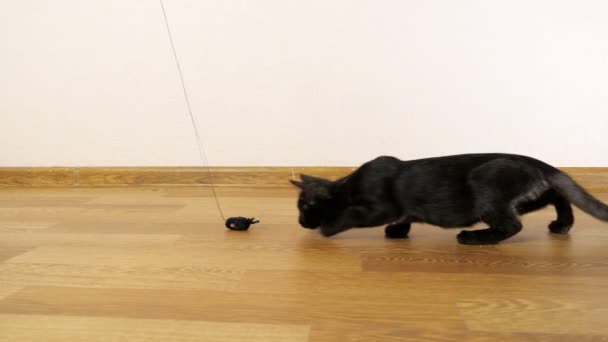 Schöne schwarze Kätzchen spielen mit einem Maus-Spielzeug an einer Schnur — Stockvideo