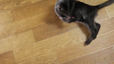a young black cat playing with a mouse on a string