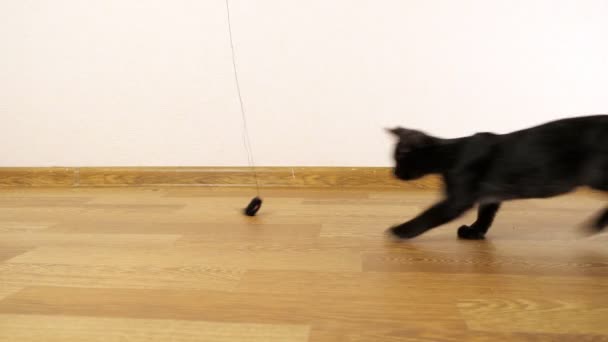 Черный котенок, играющий с игрушкой-мышкой на веревке — стоковое видео