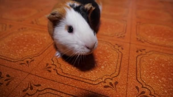 Gespot cavia loopt op de vloer — Stockvideo