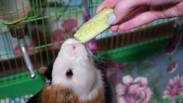 Il porcellino d'India mangia una fetta di cetriolo dalle mani di una ragazza — Video Stock