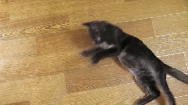 Ovanifrån av en svart kattunge leker med en mus på en sträng — Stockvideo