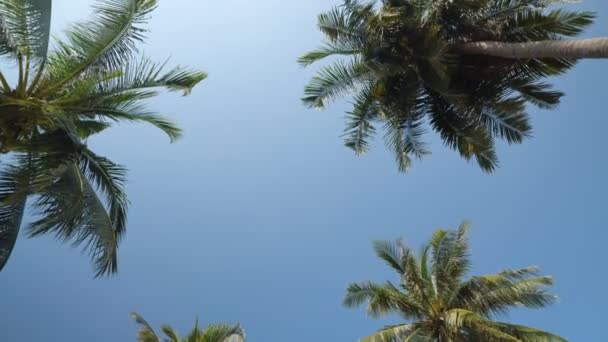 Palmiers tropicaux se lèvent sous le ciel bleu et le soleil brûlant — Video