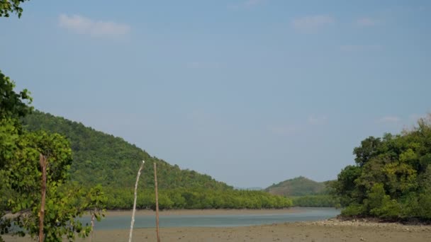 Прилив в мангровых зарослях. Открытый ил с лужицами — стоковое видео