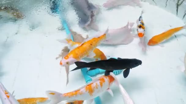 Varios peces de color blanco anaranjado nadan en acuario — Vídeo de stock