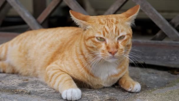 Gato de cor branca e laranja encontra-se no concreto cinza — Vídeo de Stock