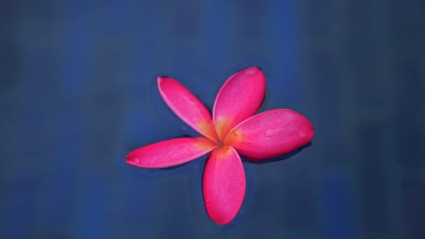 Maravillosa flor púrpura flota en la superficie de agua azul — Vídeos de Stock