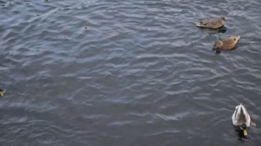 Birkaç ördek suda yüzüyor.