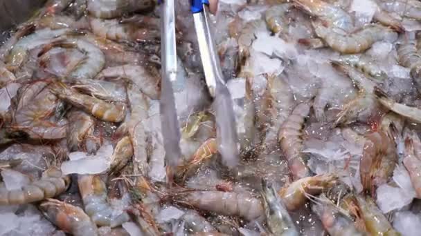 Gambas frescas en hielo en un puesto de la tienda . — Vídeo de stock