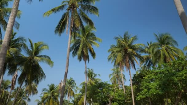 Beaux grands palmiers sur fond de ciel clair 