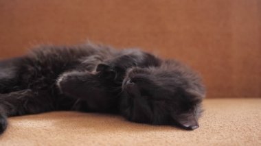 Siyah kedi kanepede yuvarlanıyor ve esniyor.