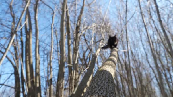 Пухнаста чорна кішка спускається з дерева — стокове відео
