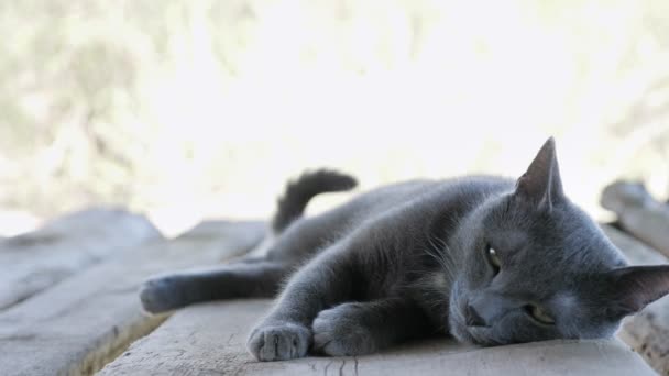 Gato cinza gracioso encontra-se em uma placa de madeira — Vídeo de Stock