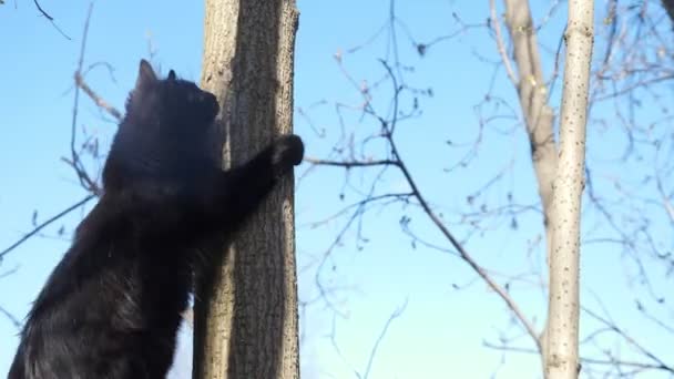 Beautiful black cat climbs a tree — Stock Video