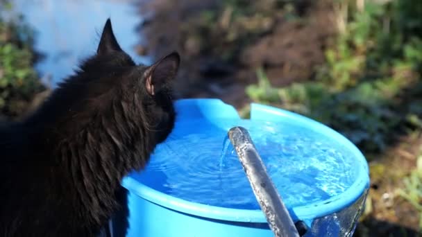 Svart katt dricker vatten från en blå hink utanför — Stockvideo