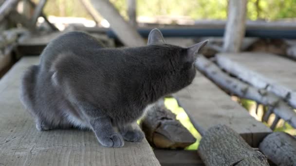 Gato cinza senta-se sob o telhado do celeiro em tábuas de madeira — Vídeo de Stock