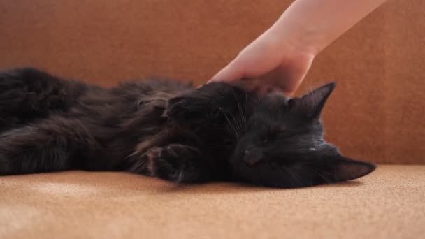 Schwarze Katze schläft auf der Couch. — Stockvideo