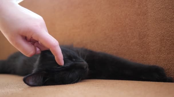 Hand av en människa smeka en svart katt, som sover på en soffa — Stockvideo