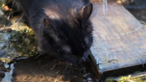 Detailní záběr černé kočky, která pije vodu ze zdroje — Stock video