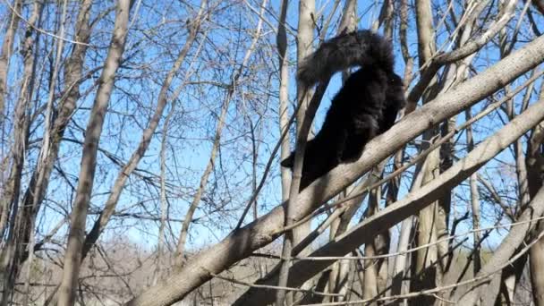 Gyönyörű fekete macska sétál egy fán az erdőben — Stock videók
