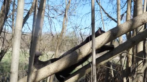 Black cat with a fluffy tail on a tree plays with a branch — Stock Video