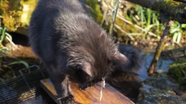 Bel gatto nero lecca le zampe vicino all'acqua che scorre da una sorgente — Video Stock