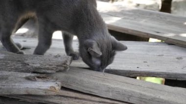 Gri kedi ahırda tahtaların altında bir şey buldu.
