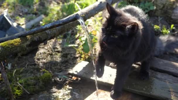 Schwarze flauschige Katze trinkt Wasser, das aus einer Quelle fließt. Wasser funkelt in der Sonne — Stockvideo