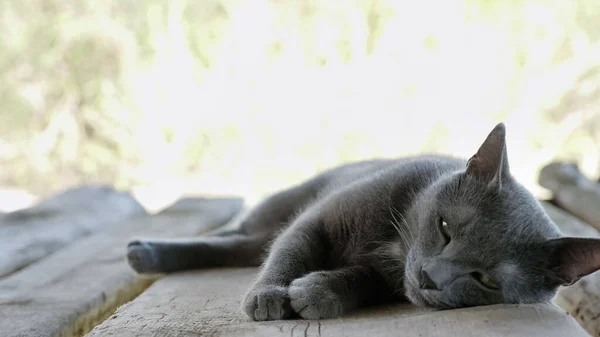 Grácil gato gris se encuentra en una tabla de madera — Foto de Stock